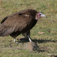 Sęp brunatny - Necrosyrtes monachus - Hooded Vulture