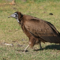 Sęp brunatny - Necrosyrtes monachus - Hooded Vulture