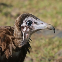Sęp brunatny - Necrosyrtes monachus - Hooded Vulture