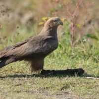 Kania czarna - Milvus migrans - Black Kite