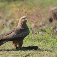 Kania czarna - Milvus migrans - Black Kite