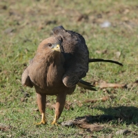 Kania czarna - Milvus migrans - Black Kite