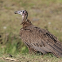 Sęp brunatny - Necrosyrtes monachus - Hooded Vulture