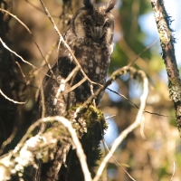 Uszatka etiopska - Asio abyssinicus - African Long-eared Owl