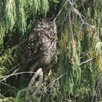 Puchacz przyladkowy - Bubo capensis  - Cape Eagle Owl