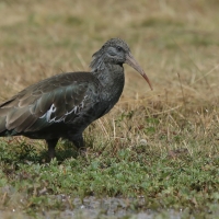 Ibis koralikowy - Bostrychia carunculata - Wattled Ibis