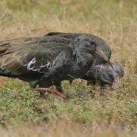 Ibis koralikowy - Bostrychia carunculata - Wattled Ibis