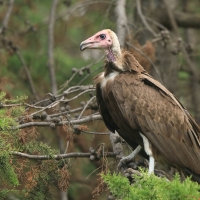 Sęp brunatny - Necrosyrtes monachus - Hooded Vulture