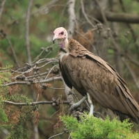 Sęp brunatny - Necrosyrtes monachus - Hooded Vulture