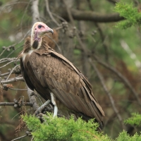 Sęp brunatny - Necrosyrtes monachus - Hooded Vulture