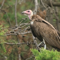 Sęp brunatny - Necrosyrtes monachus - Hooded Vulture