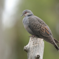 Turkawka żałobna - Streptopelia lugens - Dusky Turtle Dove
