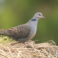 Turkawka żałobna - Streptopelia lugens - Dusky Turtle Dove