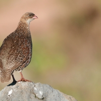 Szponiastonóg etiopski - Chestnut-naped Francolin