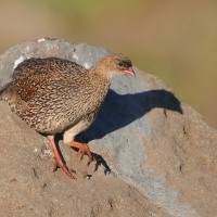 Szponiastonóg etiopski - Chestnut-naped Francolin
