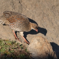 Szponiastonóg etiopski - Chestnut-naped Francolin