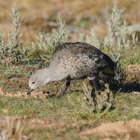 Etiopka - Cyanochen cyanopterus - Blue-winged Goose