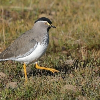 Czajka czarnogłowa - Vanellus melanocephalus - Spot-breasted Lapwing