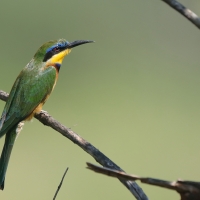 Żołna mała - Merops pusillus - Little Bee-eater