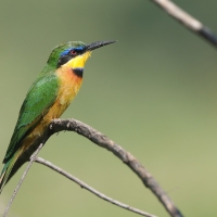 Żołna mała - Merops pusillus - Little Bee-eater