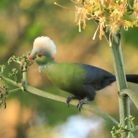 Turak etiopski - Tauraco ruspolii - Ruspoli's Turaco