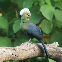 Turak etiopski - Tauraco ruspolii - Ruspoli's Turaco