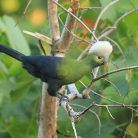 Turak etiopski - Tauraco ruspolii - Ruspoli's Turaco