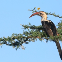 Toko białogrzbiety - Tockus erythrorhynchus - Northern Red-billed Hornbill