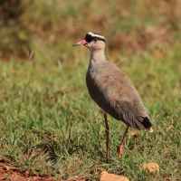 Czajka koroniasta - Vanellus coronatus - Crowned Lapwing