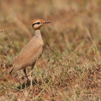 Rączak mały - Cursorius temminckii - Temminck's Courser