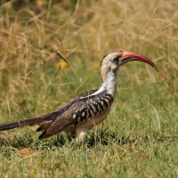 Toko białogrzbiety - Tockus erythrorhynchus - Northern Red-billed Hornbill