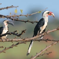 Toko czarnoskrzydły - Tockus deckeni - Von der Decken's Hornbill
