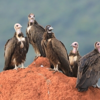 Sęp brunatny - Necrosyrtes monachus - Hooded Vulture