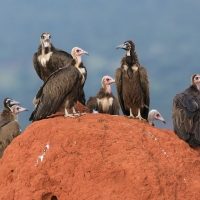 Sęp brunatny - Necrosyrtes monachus - Hooded Vulture