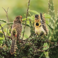 Brodal czarnogardły - Trachyphonus darnaudii  - D'Arnaud's Barbet