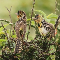 Brodal czarnogardły - Trachyphonus darnaudii  - D'Arnaud's Barbet