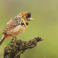 Brodal czarnogardły - Trachyphonus darnaudii  - D'Arnaud's Barbet