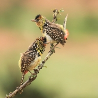 Brodal czarnogardły - Trachyphonus darnaudii  - D'Arnaud's Barbet