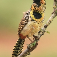 Brodal czarnogardły - Trachyphonus darnaudii  - D'Arnaud's Barbet