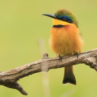 Żołna mała - Merops pusillus - Little Bee-eater