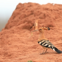 Dudek - Upupa epops - Common Hoopoe