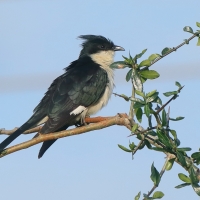 Kukułka czarno-biała - Clamator jacobinus - Jacobin Cuckoo