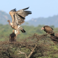 Sęp plamisty - Gyps rueppelli - Rüppell's Vulture