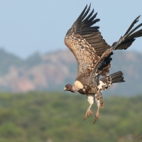 Sęp plamisty - Gyps rueppelli - Rüppell's Vulture