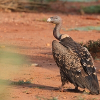 Sęp plamisty - Gyps rueppelli - Rüppell's Vulture