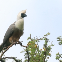 Hałaśnik maskowy - Corythaixoides personatus - Bare-faced Go-away-bird