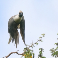 Hałaśnik maskowy - Corythaixoides personatus - Bare-faced Go-away-bird