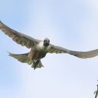 Hałaśnik maskowy - Corythaixoides personatus - Bare-faced Go-away-bird