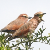 Kraska kreskowana - Coracias naevius - Rufous-crowned Roller