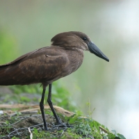 Waruga - Scopus umbretta - Hamerkop